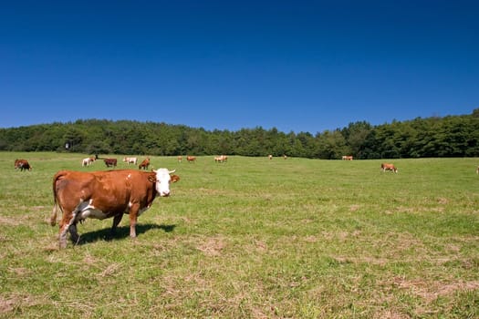 Cows on the spring pasture in midday