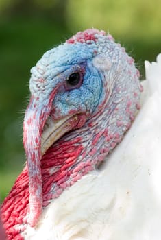 Dangerous white adult turkey is getting angry