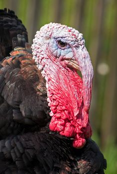 Dangerous black adult turkey is getting angry