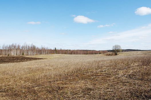 Cumin field on early stage of spring