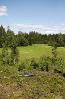 Old field (meadow) full of flower and grass on beautiful summer day.