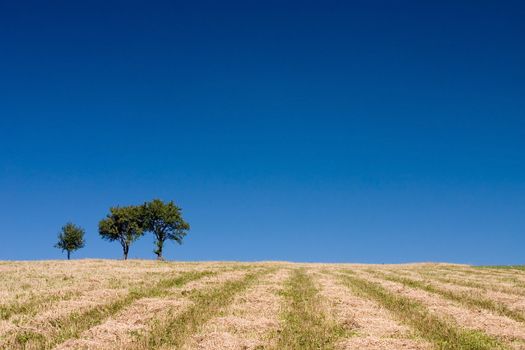Summer abstract landscape with three trees and straw