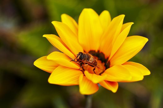 Close up of a wasp on the yellow flower