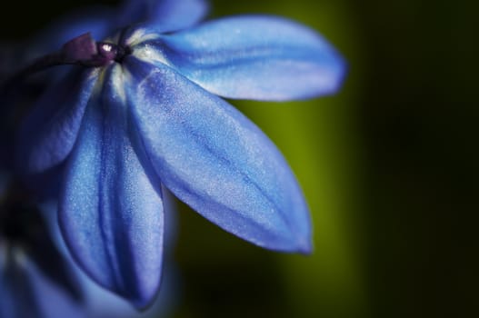 Blue flower macro close up on dark background