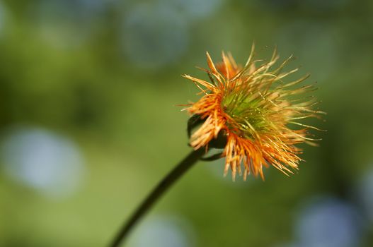 orange flower macro close up on green background