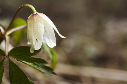 single white wood anemone on brown background