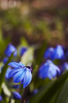 Blue Siberian Squills on brown background