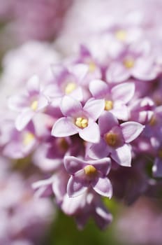 Group of tiny pink flowers close up ( shallow dof )