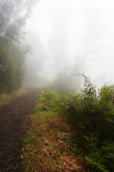 Foggy path on the mountains