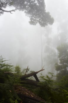 Foggy rainforest