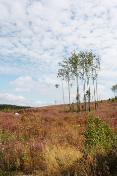 Meadow glowing with autumn tints