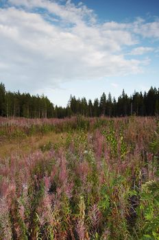 Meadow glowing with autumn tints