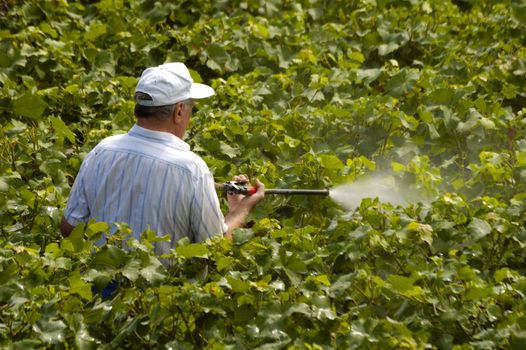 A farmer sprays his vines. He is wearing no protective equipment.