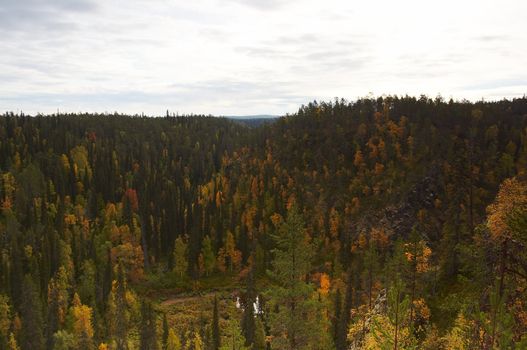 Autumn colors and tints in the forest