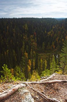 Autumn colors and tints in the forest