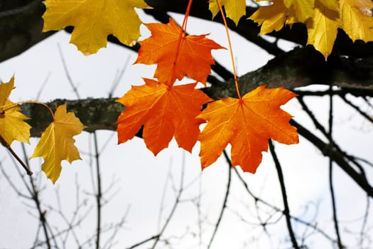 Autumnal leaves on a tree. Golden leaves to the background with three red leaves to front on a landscape format.