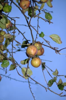 The last of a crop of winter apples on a tree set against a blue sky background.