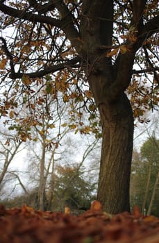 A low angled shot of a tree amongst ground lying autumn leaves.