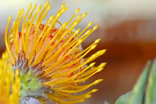 Blloming protea flower as an interior decoration