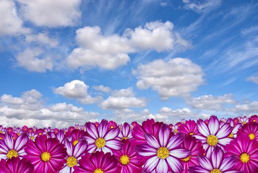 Pink, white and pruple flowers filling the bottom third with blue sky and white clouds overhead