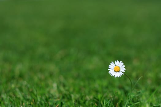 lonely daisy in a meadow