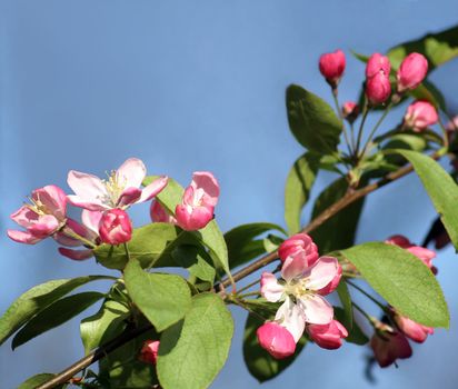 Pink blossoms of the European Wild Apple (crab apple, Malus sylvestris) in april in northern Germany. Space for text.