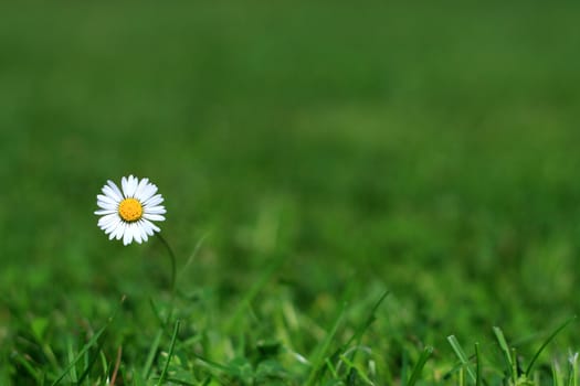 lonely daisy in a meadow