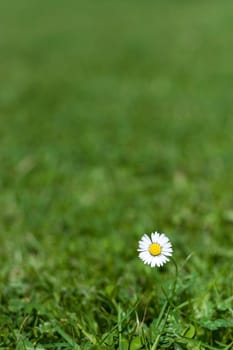lonely daisy in a meadow