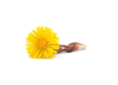 Single yellow coltsfoot flower (Tussilago farfara) isolated on white. Coltsfoot is well known in herbal medicine as a cough suppressant and cold medicine