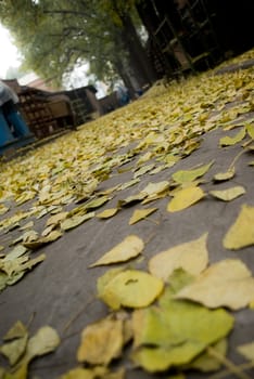 It is a road full of yellow leaf