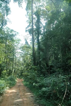 Jungle trekking path in a rainforest with greeneries around