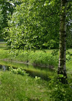 The image of a birch on coast of the river
