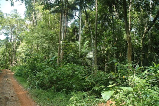 Jungle trekking path in a rainforest with greeneries around