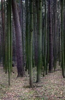 The image of a naked wood