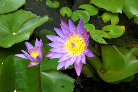 Two purple water lily lotus with leaves floating on a lake