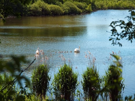 Mother love swan with cygnets in a lake