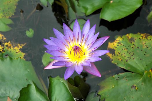 Purple water lily lotus with leaves floating on a lake