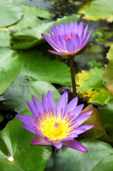 Two purple water lily lotus with leaves floating on a lake