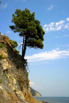 Pine at the edge of a rock on a background of the blue sky