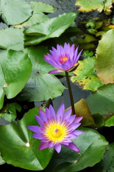 Two purple water lily lotus with leaves floating on a lake