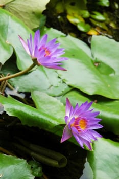 Two purple water lily lotus with leaves floating on a lake