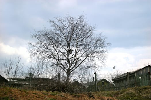 Rural landscape in the spring evening