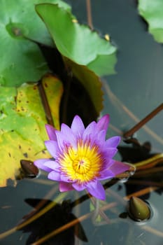 Purple water lily lotus with leaves floating on a lake