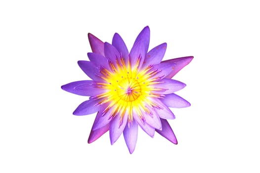 Isolated purple water lily lotus with clipping path on white background