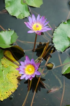Two purple water lily lotus with leaves floating on a lake