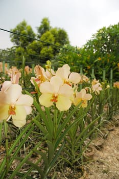 Peach colored full bloom orchid with green stem