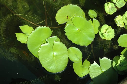 Floating green lotus leaves in a lake