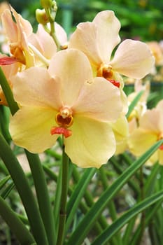 Peach colored full bloom orchid with green stem