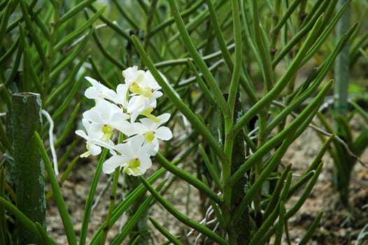 Full bloom white orchid flower with green stem