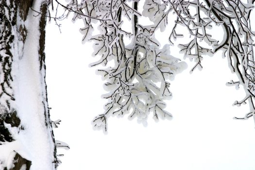 Winter sketch. Branches in snow